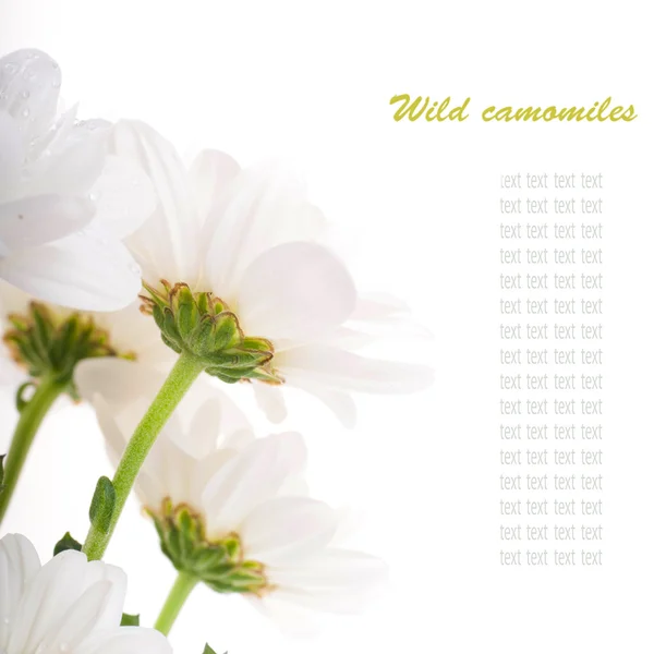 Flores blancas, manzanillas de campo con hojas verdes sobre un fondo blanco — Foto de Stock
