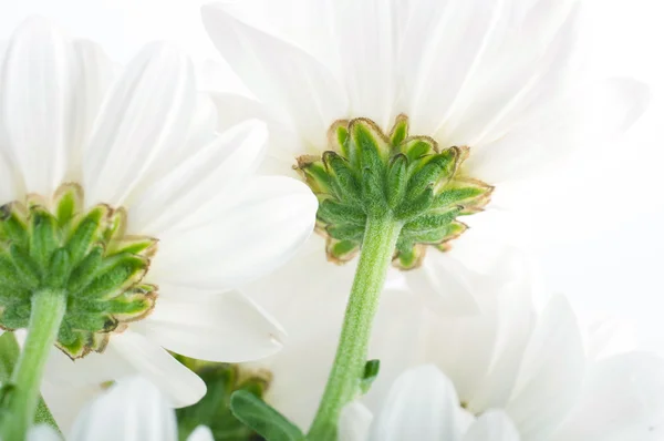 Flores blancas, manzanillas de campo con hojas verdes sobre un fondo blanco —  Fotos de Stock