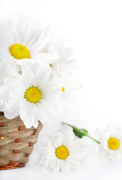 Witte bloemen, veld camomiles in een gevlochten mand — Stockfoto