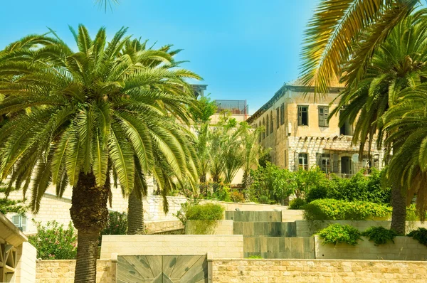 Ancient street in Nazareth, Israel. Date palm trees — Stock Photo, Image