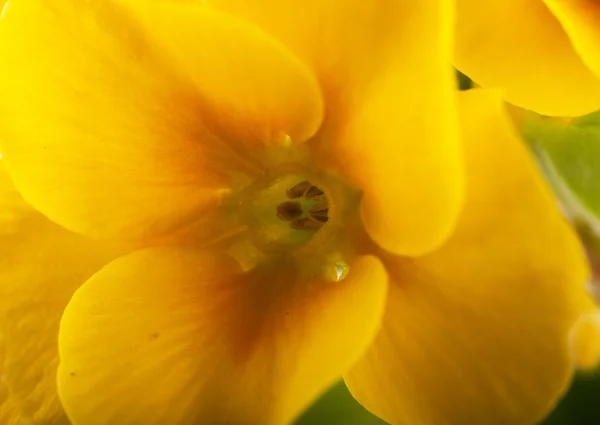 Flores amarillas sobre fondo blanco, una onagra primaveral — Foto de Stock
