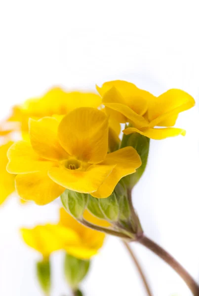 黄色的花朵，在白色的背景，春月见草 — 图库照片