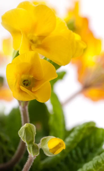 Жовті квіти на білому тлі, весняні примули — стокове фото