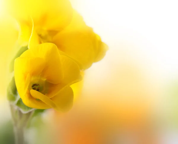 Gula blommor på vit bakgrund, en våren primrose — Stockfoto