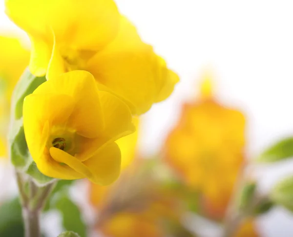Flores amarelas em um fundo branco, uma prímula de primavera — Fotografia de Stock