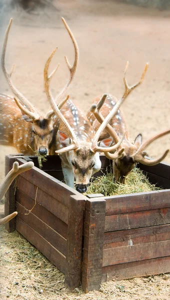 stock image Spotty roes eat a grass, branchy horns