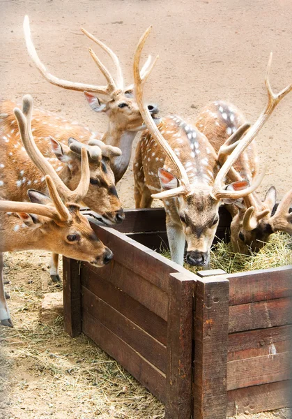 stock image Spotty roes eat a grass, branchy horns