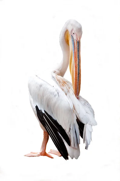 Three pelican beak and pink on a white background — Stock Photo, Image
