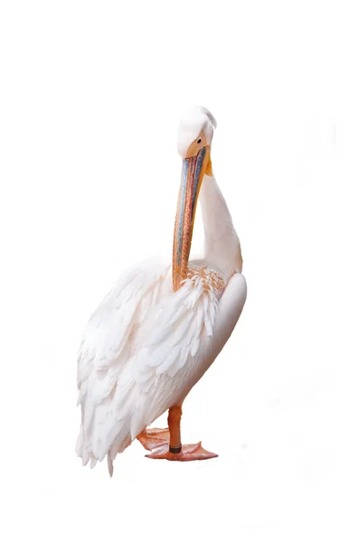 Drie pelikaan snavel en roze op een witte achtergrond — Stockfoto