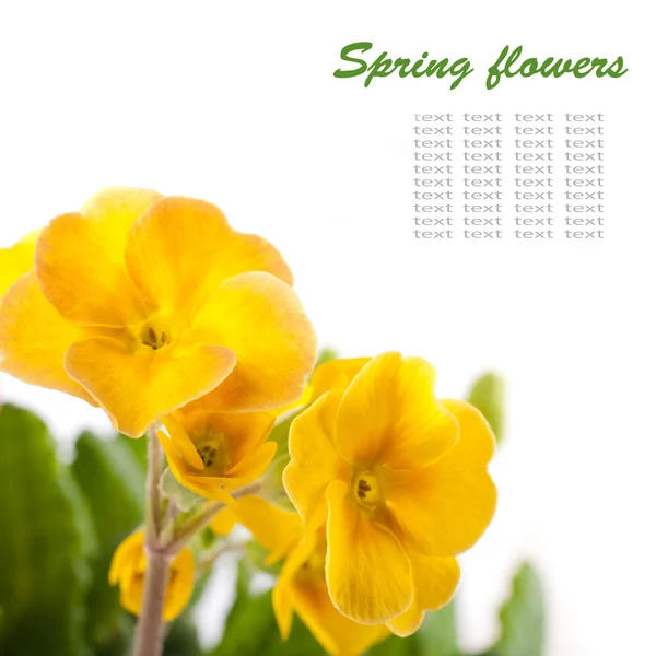 흰색 배경에, 봄 앵 초 노란 꽃 — 스톡 사진