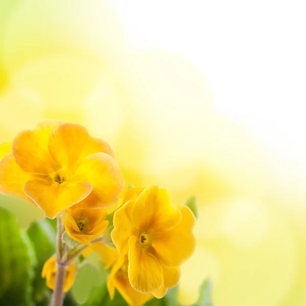 Gelbe Blüten auf weißem Hintergrund, eine Frühlingsprimel — Stockfoto