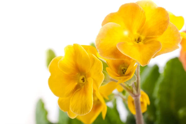 Żółte kwiaty na białym tle, wiesiołka wiosna — Zdjęcie stockowe