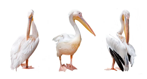 Три клюва пеликана и розовый на белом фоне — стоковое фото