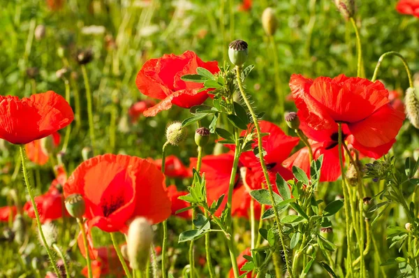 De röda vallmo på gröna fält, en sommar blomma — Stockfoto