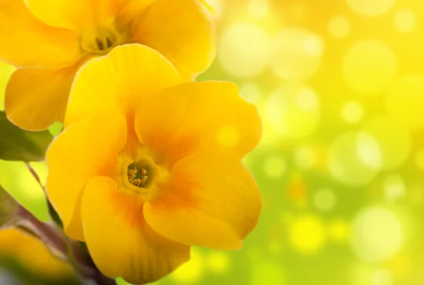 春プリムローズ、白い背景に黄色の花 — ストック写真