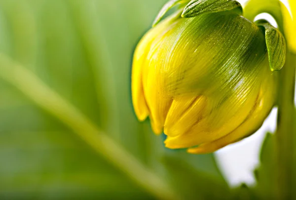 Flor de Gerber, brote amarillo sin soplar sobre un fondo blanco —  Fotos de Stock
