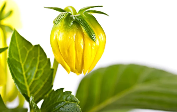 Gerber květina, unblown bud žluté na bílém pozadí — Stock fotografie