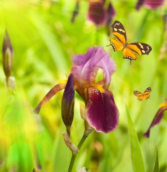 stock image Pink irises against a green grass, a summer butterfly