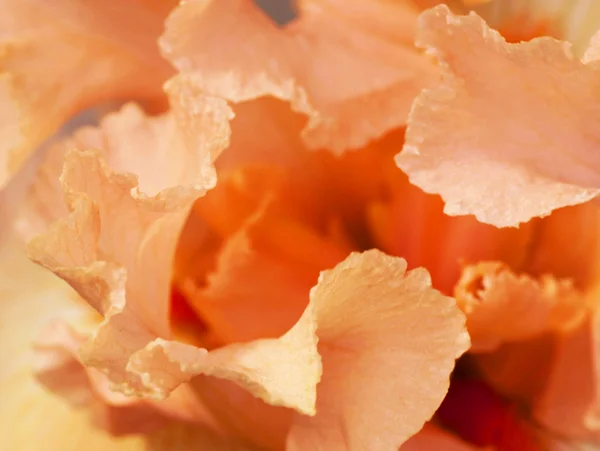 Rosa zarte Blütenblätter einer Iris, Blütenkern — Stockfoto