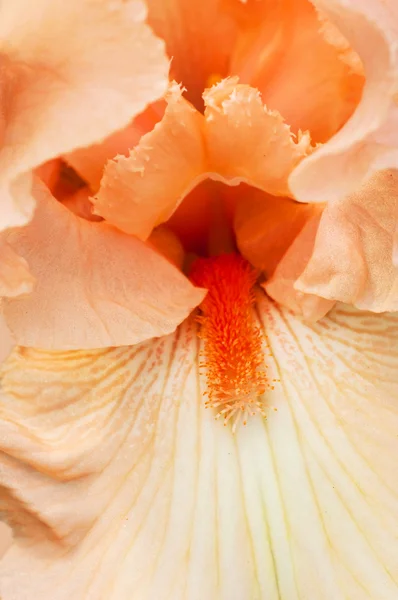 粉红色的温柔花瓣的鸢尾花核心 — 图库照片