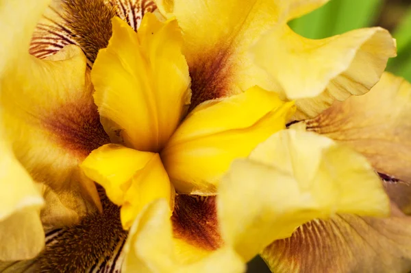 Sarı yumuşak yaprakları bir iris çiçeği çekirdek — Stok fotoğraf