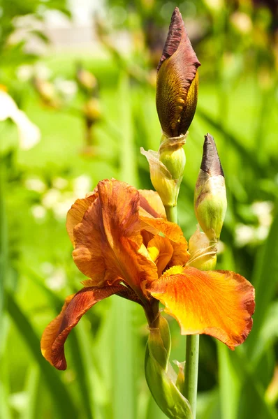 Roze irissen tegen een groen gras, een zomer-vlinder — Stockfoto