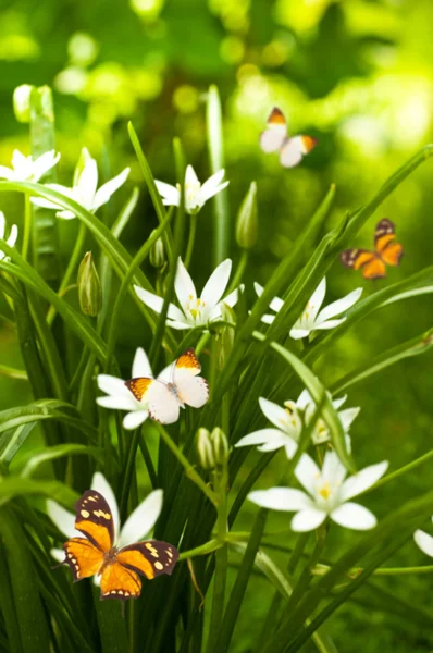 Fiori bianchi e l'erba verde, farfalla volante — Foto Stock
