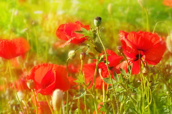 緑の野原、夏の花の赤いケシ — ストック写真