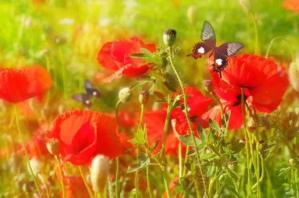 Les coquelicots rouges sur le champ vert, un papillon d'été — Photo