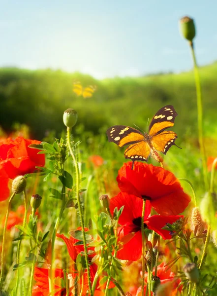 그린 필드, 여름 나비에 빨간 양 귀 비 — 스톡 사진
