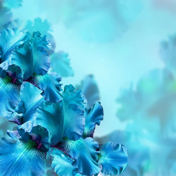 Blaue Schwertlilien vor grünem Gras, ein Sommerschmetterling — Stockfoto