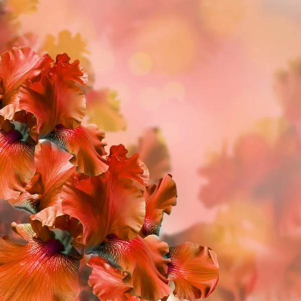 Iris rosados contra una hierba verde, una mariposa de verano —  Fotos de Stock