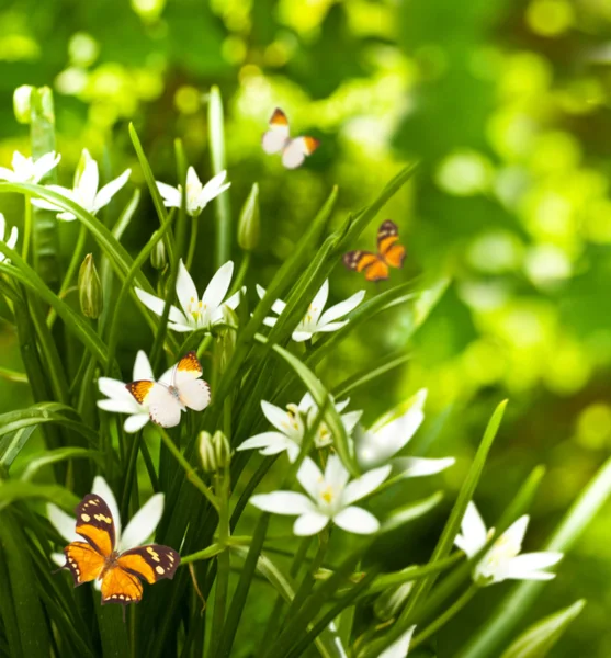 Fiori bianchi e l'erba verde, farfalla volante — Foto Stock