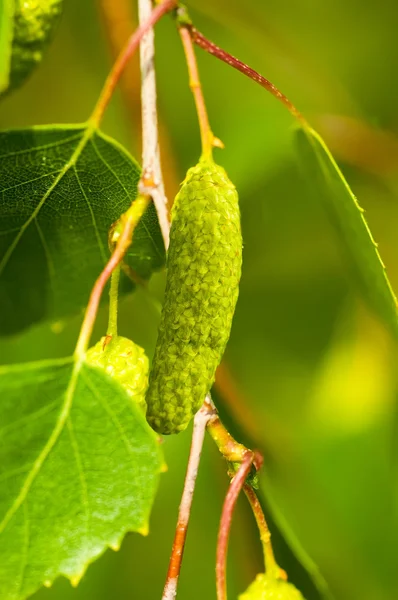 stock image A birch is in spring with green leaves and rings