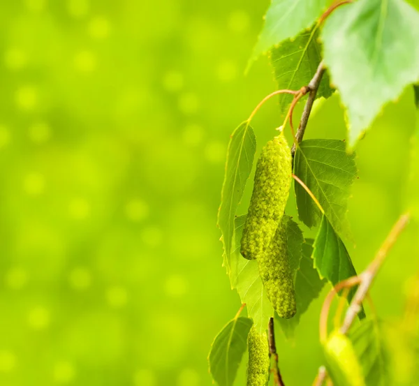 Um vidoeiro está na primavera com folhas verdes e anéis — Fotografia de Stock