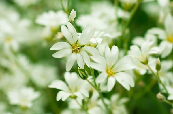 Flores blancas y la hierba verde, mariposa voladora — Foto de Stock