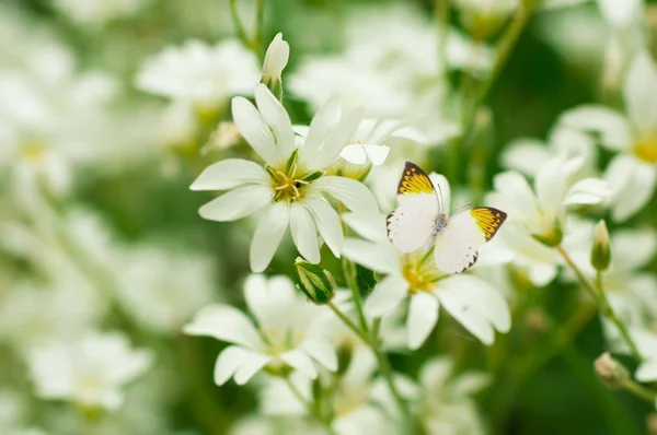 Fleurs blanches et l'herbe verte, papillon volant — Photo
