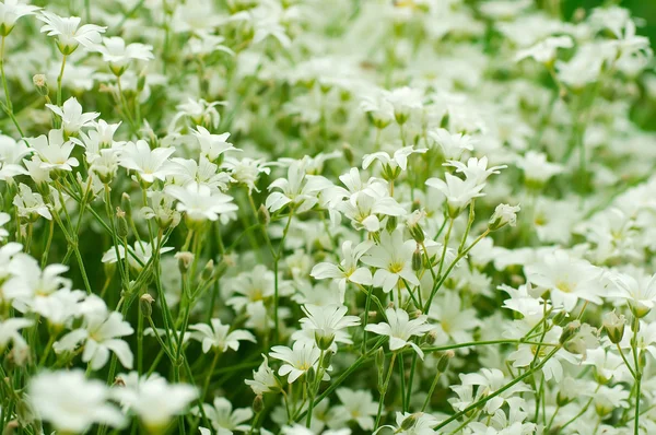 Beyaz çiçek ve kelebek uçan yeşil çimen — Stok fotoğraf