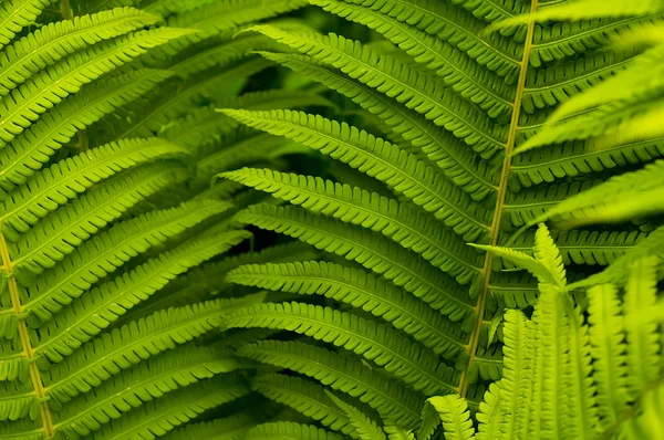 stock image Green leaves of fern, tropical forest, are in sunbeams