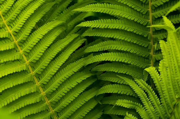 Green leaves of fern, tropical forest, are in sunbeams — Stock Photo, Image
