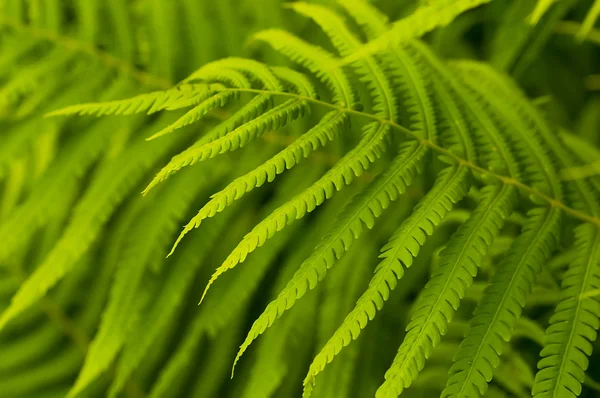Green leaves of fern, tropical forest, are in sunbeams — Stock Photo, Image