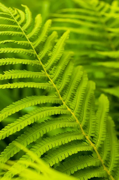 stock image Green leaves of fern, tropical forest, are in sunbeams