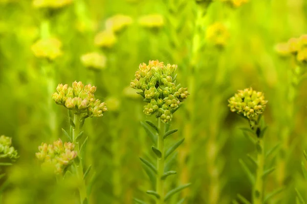 Flores de campo y hierba, sol día canicular — Foto de Stock