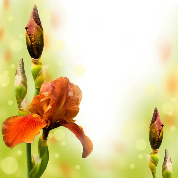 Iris rosa contro un'erba verde, una farfalla estiva — Foto Stock