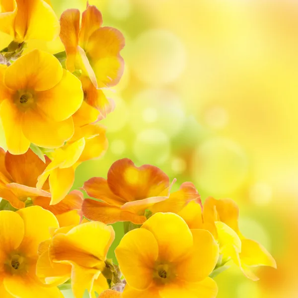 Fleurs jaunes sur fond blanc, une primevère printanière Photo De Stock