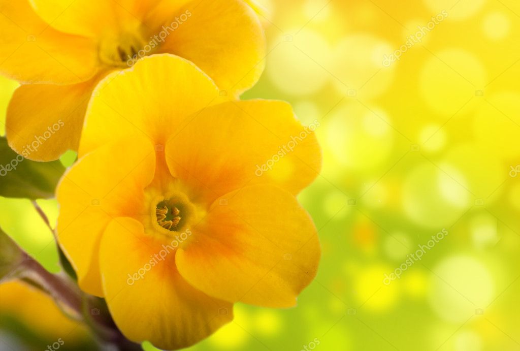 黄色的花朵 在白色的背景 春月见草 图库照片 C Seqoya