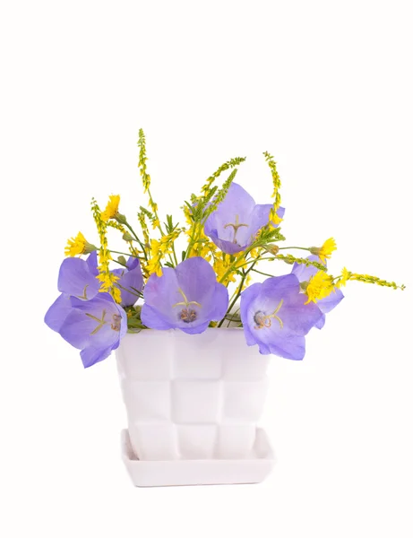 Stock image Blue bluebell in a white vase on a white background