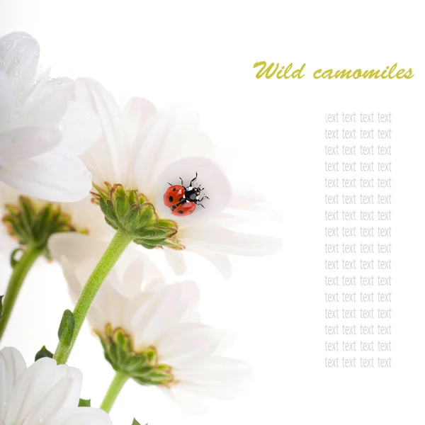 Bílé květy, camomiles pole s Beruška na bílém pozadí — Stock fotografie