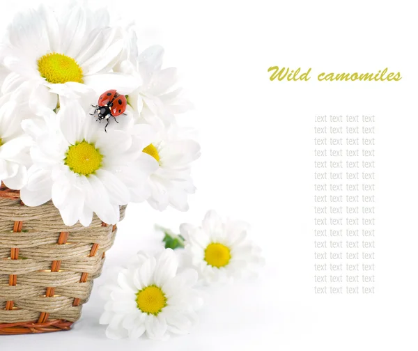 stock image White flowers, field camomiles with ladybug on a white background