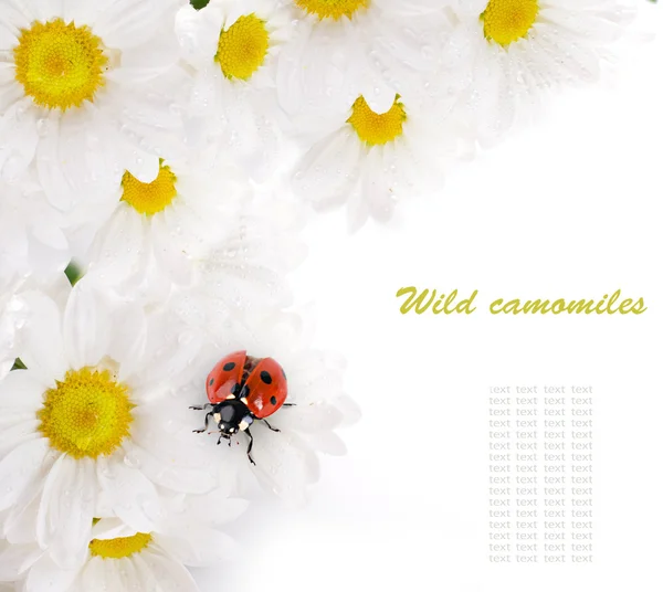 Flores blancas, manzanillas de campo con mariquita sobre un fondo blanco — Foto de Stock